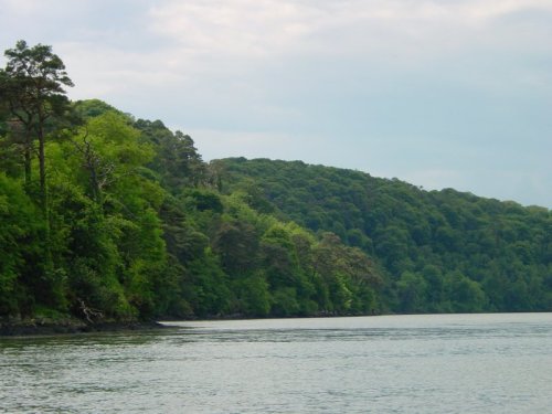 09 The tree-covered west bank Otters seen here on way back The tree-covered west bank, where we saw otters on our way back down