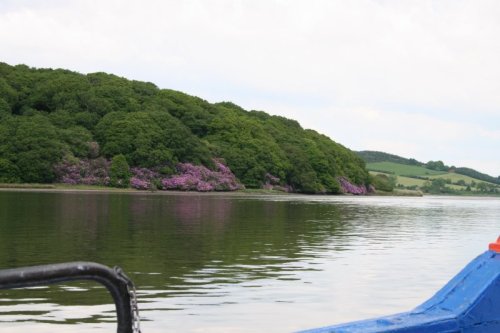 17 W above Ballynatray saw no egrets je ne egrette rien The west bank above Ballynatray