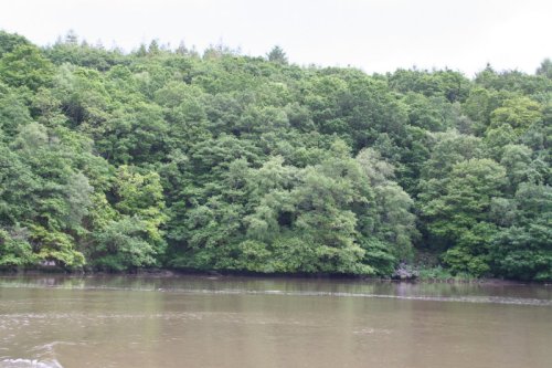 25 still lots of trees w The west shore still has lots of trees