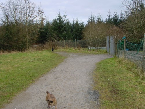 Leavy the black dog heads for the gate