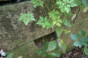 Some of the stonework 2