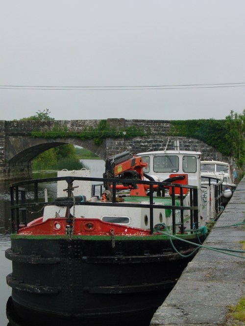 wi-fox-03_resize Fox at Carnadoe Quay