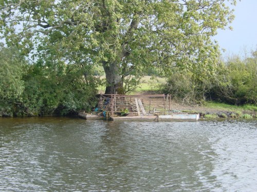 cow-ferry-below-shannonbridge-01_resize Cattle ferry on the Shannon below Shannonbridge