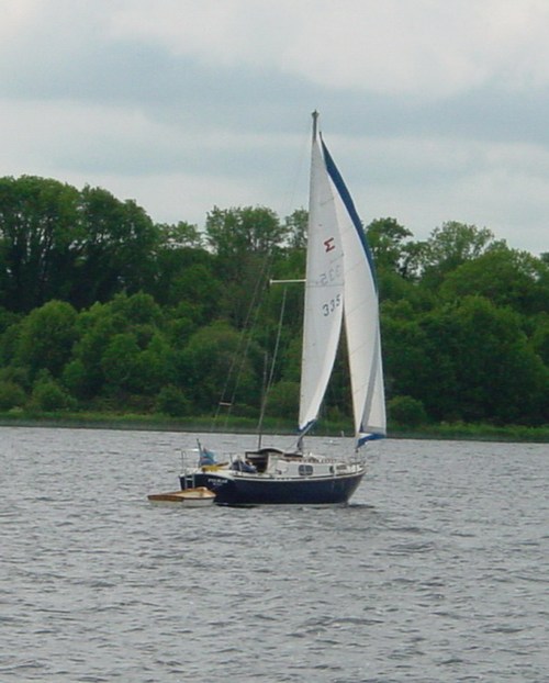 Fulmar on Lough Derg