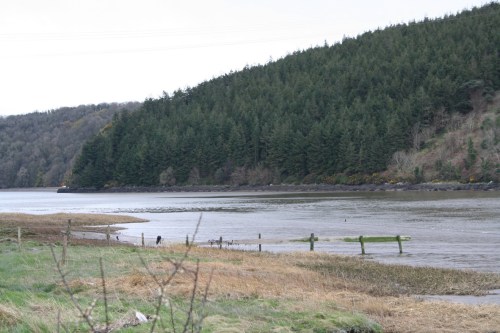 Downstream of far side of old ferry route 01_resize 1404 West bank downstream of Ballinlaw