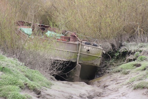 Eclipse Flower 01_resize Eclipse Flower on the west bank above Ferrymountgarrett Bridge