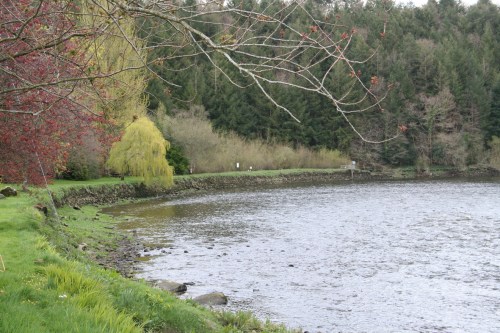 St Mullins 15_resize Looking downstream from the river bank to the Steamer Hole