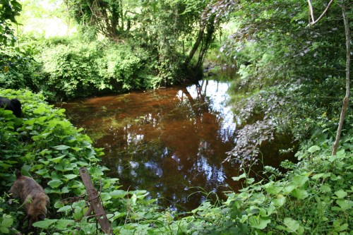 45 The pool_resize The pool from which there are two outlets