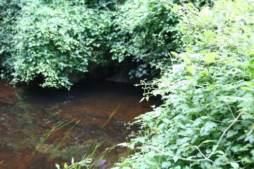 52 The other outlet_resize Greenery obscuring the long-distance outlet