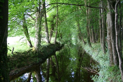 65 Looking up the intake_resize Looking upstream along the intake canal