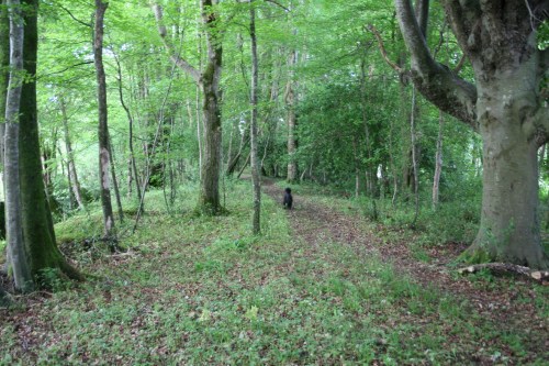 69 The path ahead_resize Looking upstream towards the intake point with the canal on the left