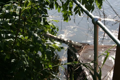 Trindle 2009 2_resize The bowsprit