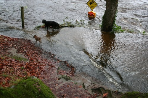 Bottom of steps from the Castle Oaks hotel Castleconnell floods 20091127_resize