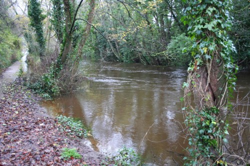 Corbally mill stream 20091122_resize