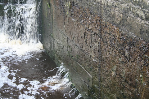 Clondara Lock July 2010 38_resize