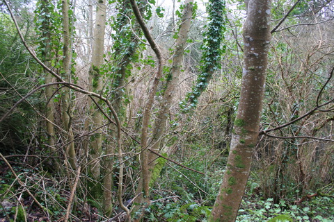 Wilderness at rear_resize