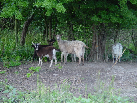 goats on grove island 01_resize