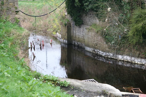 Athlone canal 20120314 41_resize