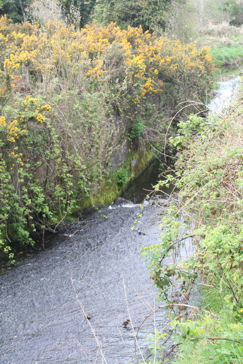 Ballyskeagh Lock on the Lagan 03_resize