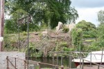 Killaloe trees June 2012&nbsp;03