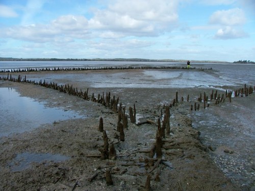 Mediaeval fishweir at the Boarland Rock in the Fergus Estuary © Dr Aidan O’Sullivan, UCD 2008