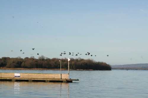 Unidentified birds (click for much larger image)