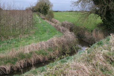 Whiteeye feeder Lowtown 20120403 02_resize