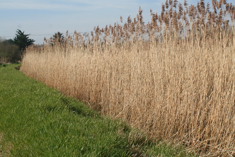 River Brickey 002_resize