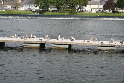 Birds hijacking facility at Athlone intended for (and paid for by) humans